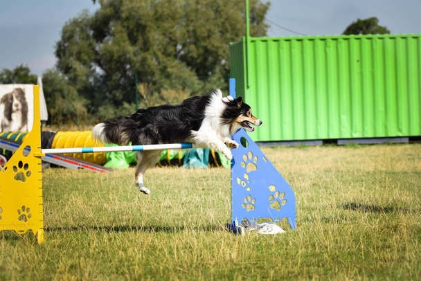 Czarno-biały Border Collie biegnie wyścig na czeskiej zwinności konkurencji. zawody zwinności w parku dla psów Ratenice - Zdjęcie, obraz