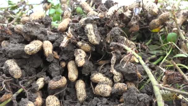 Maapähkinäjuuret, jotka on korjattu maapähkinäpellolta ja poistettu maaperästä.Mukulat ovat joidenkin kasvilajien suurennettuja rakenteita, joissa on käytetty ravinteiden säilytyselimiä. Varsi mukulat muodostavat paksuuntunut juurakot 4K - Materiaali, video