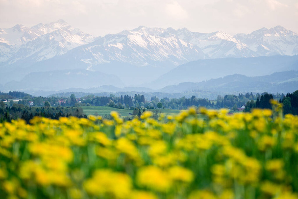 Flores amarelas prado e bela vista para montanhas cobertas de neve. Kempten, Baviera, Alpes, Allgau, Alemanha. - Foto, Imagem