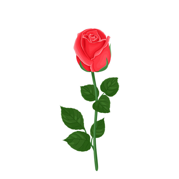 Rote Rosenblüte mit grünem Stiel und Blättern isoliert auf weißem Hintergrund. Vektorflorale Illustration im Cartoon-Flachstil. - Vektor, Bild