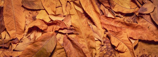 Yellow leaves close-up. Wide autumn background image. - Photo, image