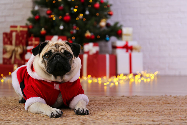 Adorable pug in santa suit over the christmas tree with blurry festive decor. Portrait of beloved dog with wrinkled face at home and pine tree with bokeh effect lights. Close up, copy space. - Fotoğraf, Görsel