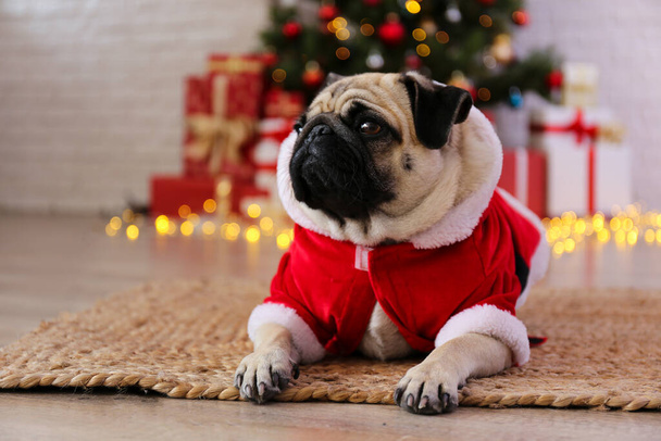 Adorable pug in santa suit over the christmas tree with blurry festive decor. Portrait of beloved dog with wrinkled face at home and pine tree with bokeh effect lights. Close up, copy space. - Photo, image