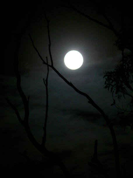 Een volle maan gezien door de bomen - Foto, afbeelding