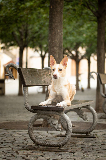White mix dog is lying on bench. Dog is in city center in Prague. - Photo, Image