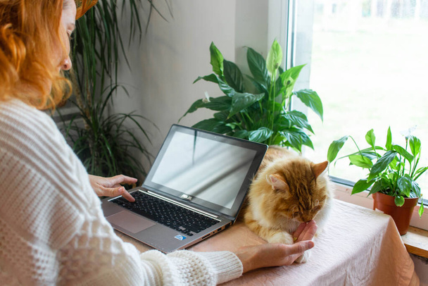 Cheerful young red-haired girl works on a laptop at a home workplace among the home garden, a green house next to a ginger cat - Photo, image