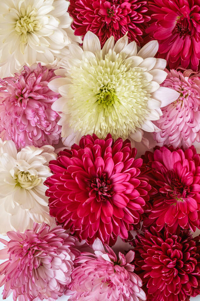 Krysanteemi vaaleanpunainen, violetti ja valkoiset kukat tausta - Valokuva, kuva