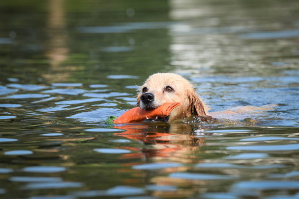 yellow mix breed dog is swimming in the water. She is really good swimmer. - Φωτογραφία, εικόνα