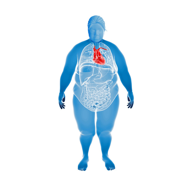 Mujer con sobrepeso y corazón resaltado
 - Foto, imagen