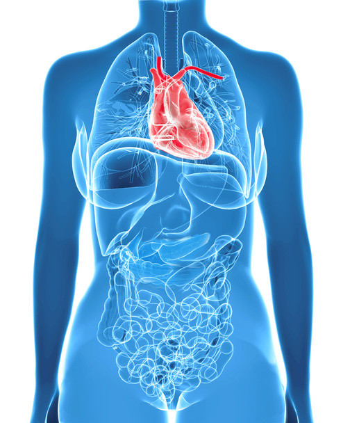Жіноча анатомія з підсвіченим серцем
 - Фото, зображення