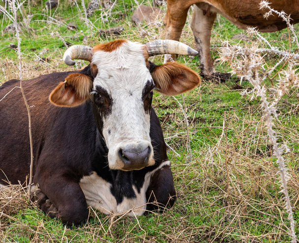 Una grande mucca bianco-marrone giace sull'erba verde in un prato nelle alture del Golan nel nord di Israele - Foto, immagini