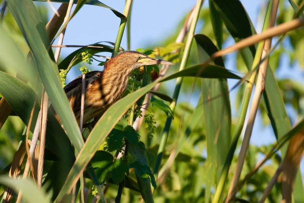 Um pouco amargo, Ixobrychus minutus. Um jovem pássaro se senta em um matagal de juncos junto ao rio - Foto, Imagem