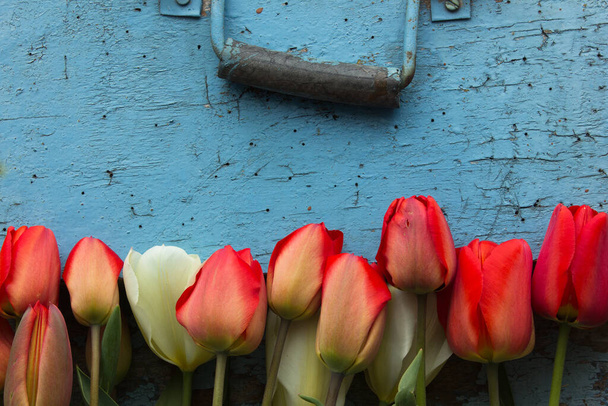 Bloemen frame van rode tulpen op blauwe houten achtergrond. Bovenaanzicht met kopieerruimte - Foto, afbeelding