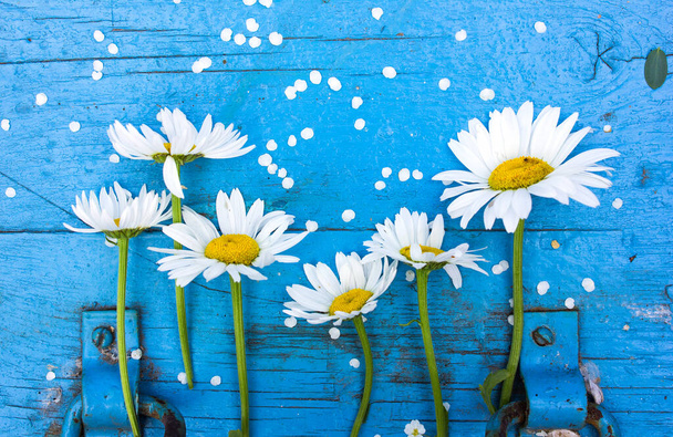 Hochzeit Gänseblümchen Blume mit weißen Erbsen auf blauem Tisch von oben. Flache Verlegestile. - Foto, Bild