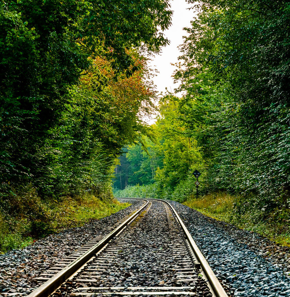 Vasúti sínek futnak egy buja zöld erdőben. - Igen. Kiváló minőségű fénykép - Fotó, kép