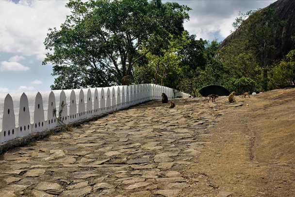 The road going uphill is paved with stones. On the left is a white stone fence. Ahead is the mountain and the entrance to the tunnel. A family of monkeys is sitting on the road. Sri Lanka. Dambulla - Photo, Image