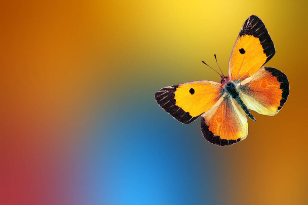 ぼやけた多色の背景に明るいオレンジ色の蝶。夏のコンセプト。コリアス・クロセウス. - 写真・画像
