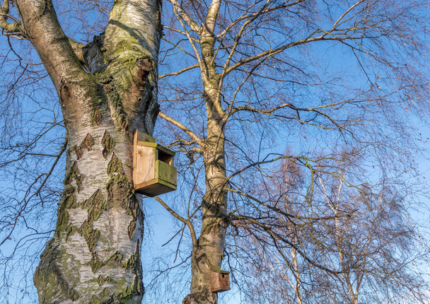 Boîte à oiseaux en bois située dans un grand bouleau argenté le jour des hivers ensoleillés. - Photo, image