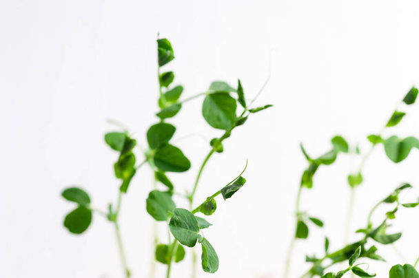 green young sprouts of green peas on a white background - Foto, Bild
