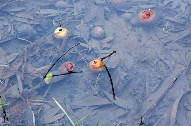 Manzanas caídas en un estanque con hojas caídas de otoño - Foto, imagen