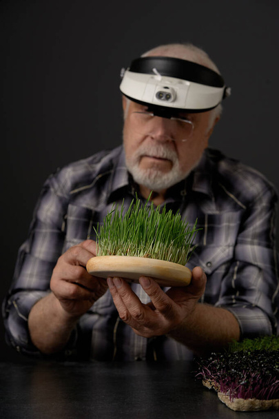 An adult gray-haired male farmer, aged, examines young sprouts of wheat through magnifying glasses. Harvest microgreens. Portrait, studio, dark background, close-up, focus on sprouts of young wheat. - Photo, Image