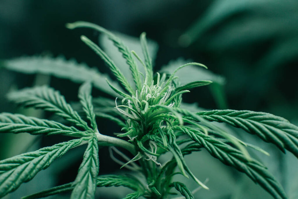 Growing cbd thc weed. Indoor cannabis grow medical. Green sativa background. Marijuana green herb. Nature pot plant. - Photo, Image