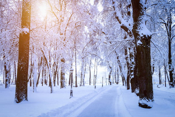 Закат или восход солнца в зимнем парке с деревьями, скамейками и тротуаром, покрытым снегом и солнечными лучами, сияющими сквозь ветви. - Фото, изображение