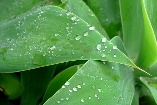 A giant vriesea with raindrops hanging like tears - Photo, Image