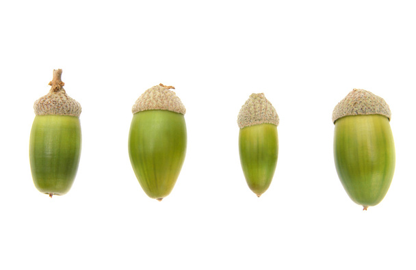 Quattro ghiande verdi fresche
 - Foto, immagini