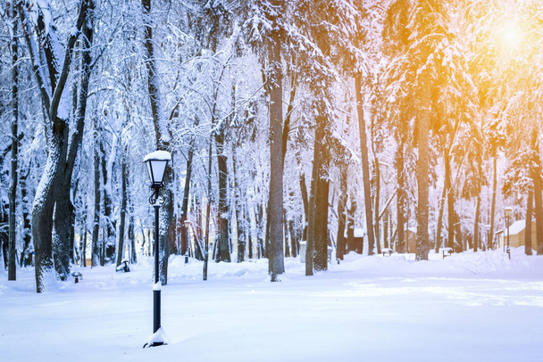 Сонячний Захід або схід сонця в зимовому парку з деревами, ліхтарями і тротуару покриті снігом і сонячними променями, які сяють через гілки.. - Фото, зображення