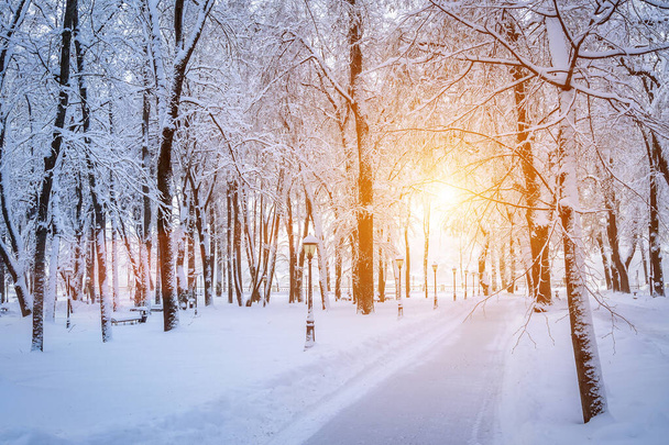 Ηλιοβασίλεμα ή ανατολή σε χειμερινό πάρκο με δέντρα, παγκάκια και πεζοδρόμιο καλυμμένο με χιόνι και ηλιαχτίδες που λάμπουν μέσα από τα κλαδιά. - Φωτογραφία, εικόνα