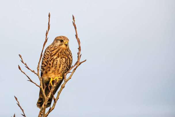 common kestrel (Falco tinnunculus)  sitting in the last warm light of the day in the meadows in the Netherlands - Photo, Image