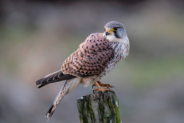 common kestrel (Falco tinnunculus)  sitting on a pole in the meadows in the Netherlands - Photo, Image