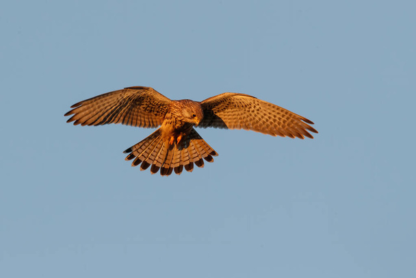 Обыкновенная пустельга (Falco tinnunculus), летящая в последнем теплом свете дня на лугах в Нидерландах - Фото, изображение