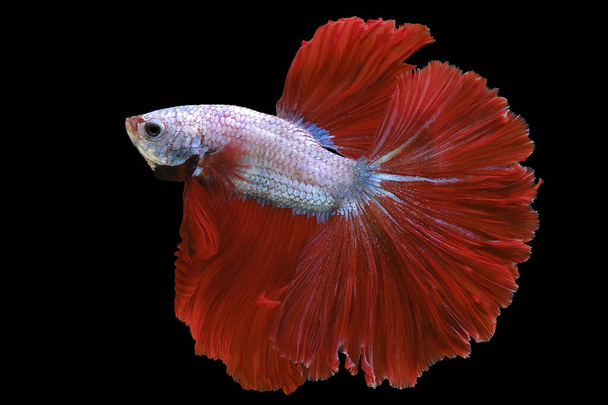 Közelről piros fehér Betta hal. Gyönyörű sziámi harci halak, Betta pompa elszigetelt fekete háttér. - Fotó, kép