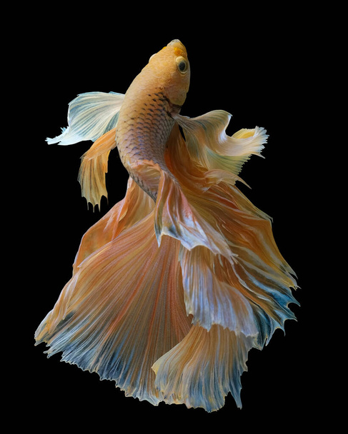 Bellissimo movimento di pesce Betta giallo, pesce combattente siamese, Betta splendens della Thailandia, isolato su sfondo nero. - Foto, immagini
