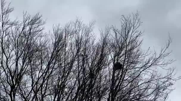 зимняя голая елка, дующая на ветру, фон и скопировать пространство на ветреный шторм день на закате HD кадры  - Кадры, видео