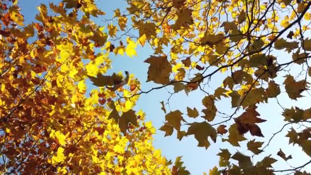 Napfény, napsugarak. Őszi juharfalevelek a faágon a kék ég ellen. - Felvétel, videó