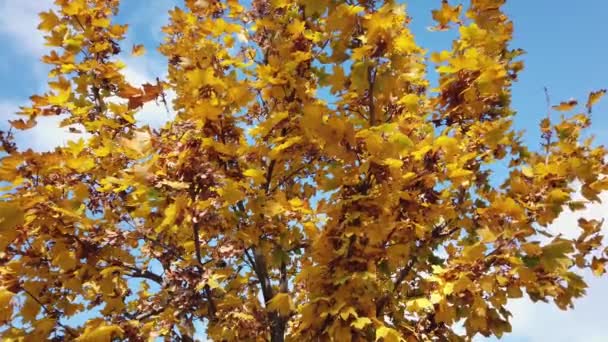 Сонячне світло, сонячні промені. Осіннє кленове листя на гілці дерева на тлі блакитного неба
. - Кадри, відео