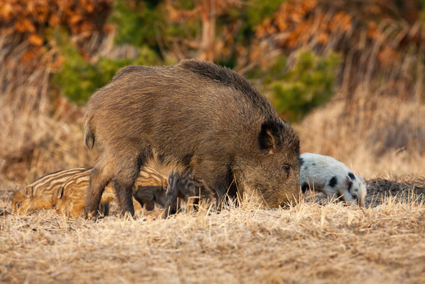 Wildschweinmutter mit Ferkeln füttert im Frühjahr Feld - Foto, Bild