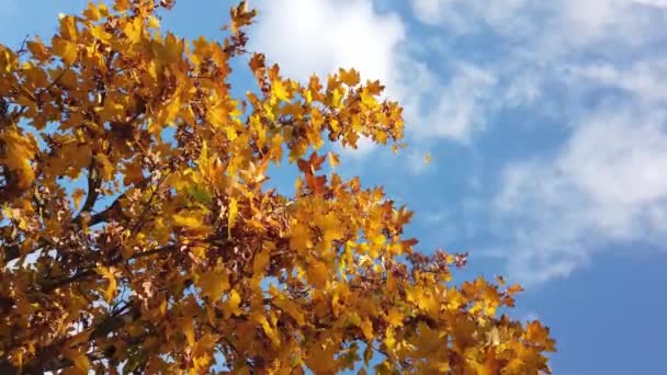 Солнечный свет, солнечные лучи. Осенние кленовые листья на ветке дерева против голубого неба. - Кадры, видео