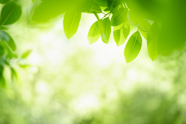 Piękna przyroda widok zielony liść na rozmytym tle zieleni w świetle słonecznym z bokeh i przestrzeń kopiować za pomocą jako tło naturalne rośliny krajobraz, ekologia tapety koncepcja. - Zdjęcie, obraz