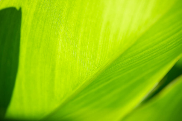 Closeup of nature view of green leaf on blurred greenery background with copy space using as background natural green plants landscape, ecology, fresh wallpaper concept. - Fotoğraf, Görsel