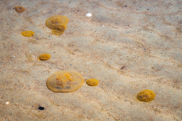 Medusa morta spazzata via sulla spiaggia. Medusa morta nell'acqua poco profonda vicino alla riva. Nessuno. - Foto, immagini