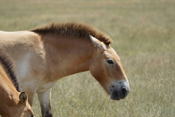       Лошадь Пржевальского с красивой гривой пасется на поле                          - Фото, изображение