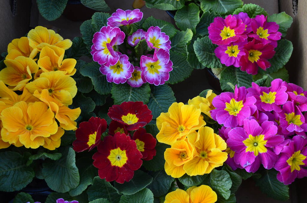 Цветы первоцвета разного цвета с большими лепестками и великолепными букетами - Фото, изображение