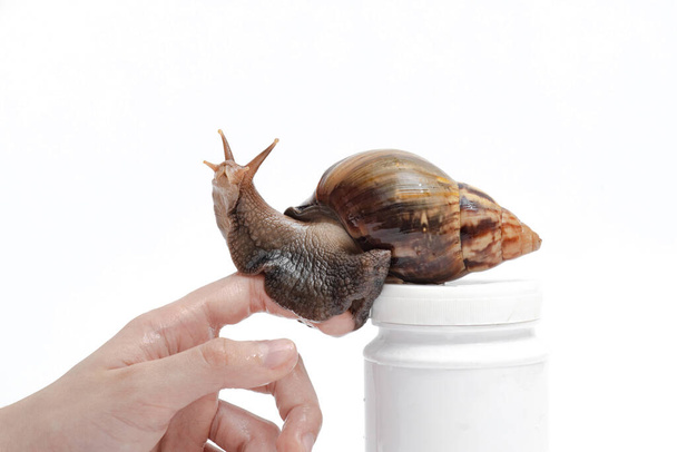 snail on a female hand looks up on a white background, domestic pet giant snail Achatina - Φωτογραφία, εικόνα