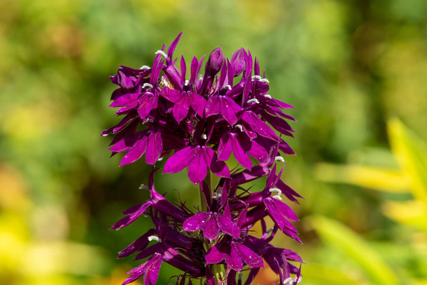 Nahaufnahme einer lila Kardinalblume (lobelia cardinalis) in Blüte - Foto, Bild