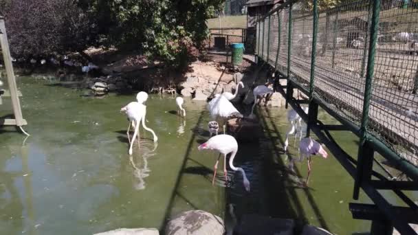 Zoo. flock of beautiful pink flamingos in artificial pond. - Footage, Video