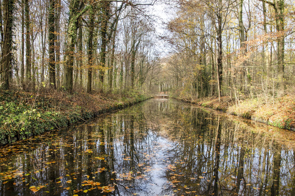 Bäume mit wenigen Blättern spiegeln sich Anfang Dezember in einem Kanal im Haagse-Bos-Wald in Den Haag, Niederlande - Foto, Bild
